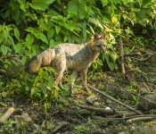 Fox618